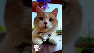 #CuteCats#FunnyCats#CatVideos#CatsOfYoutube#AdorableCats#CatLovers#Meow#CatLife#KittenVideos