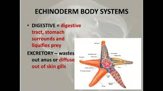 Echinoderm Notes