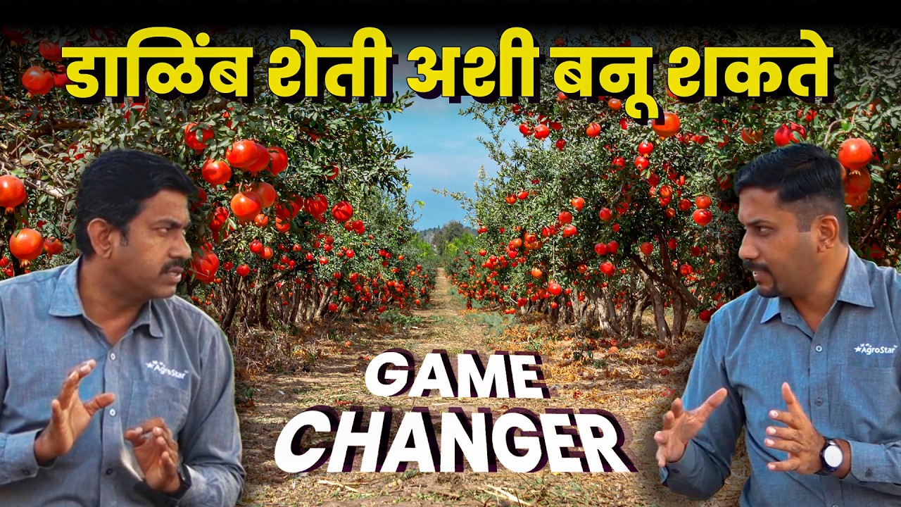 Dalimb उत्पादनाचे तंत्र 💰 करोडपती होण्याचा मंत्र | Pomegranate | AgroStar