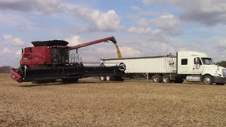 Case IH 8240 Combines Harvesting Double Crop Soybeans