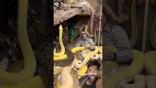 what happen if the snakes bite itself?#animals#snake#wildlifeshorts