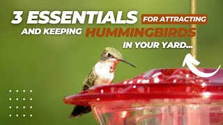 3 Essentials for Attracting and Keeping Hummingbirds in Your Yard