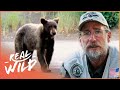 Wild Bear Intrudes Community | The Bear Whisperer | Real Wild Documentary