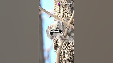 10 Amazing Facts About Squirrels You Didn