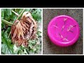 How to grow Gerbera daisy from seeds. // Easy way to grow Gerbera Daisy Plant