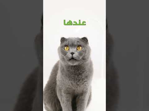 حقائق عن عيون القطط 