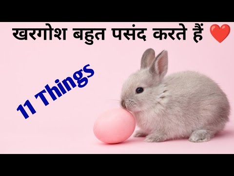 खरगोश क्या करना सबसे ज्यादा पसंद करते हैं?What do rabbits like the most? Rabbit Care Video!