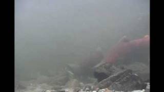 chinook salmon spawning act