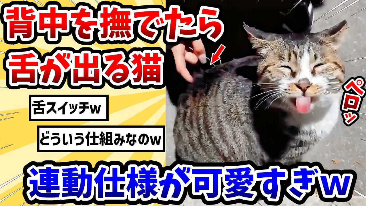 【2ch動物スレ】背中を撫でられると舌が出る猫 → 連動仕様が可愛すぎるwww
