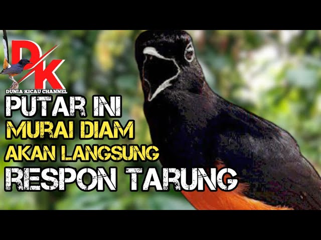 Putar ini...!!! LAWAN SEKETIKA IKUT TARUNG, Pancingan MURAI BATU GACOR MEWAH class=