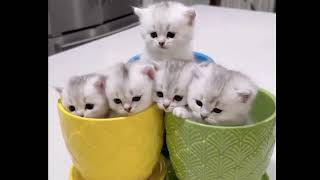 17 Minutes of Adorable Kittens 😍 |cutest kitten videos|BEST Compilation