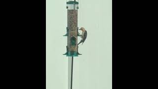 #woodpecker #everythingnature #backyardwildlife #birdfeeder #birdwatching