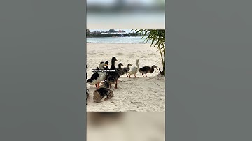 Đàn vịt bị lũ cuốn ở Nha Trang, bất ngờ vượt biển 3km cập bến Vinpearl... chính thức đổi đời.