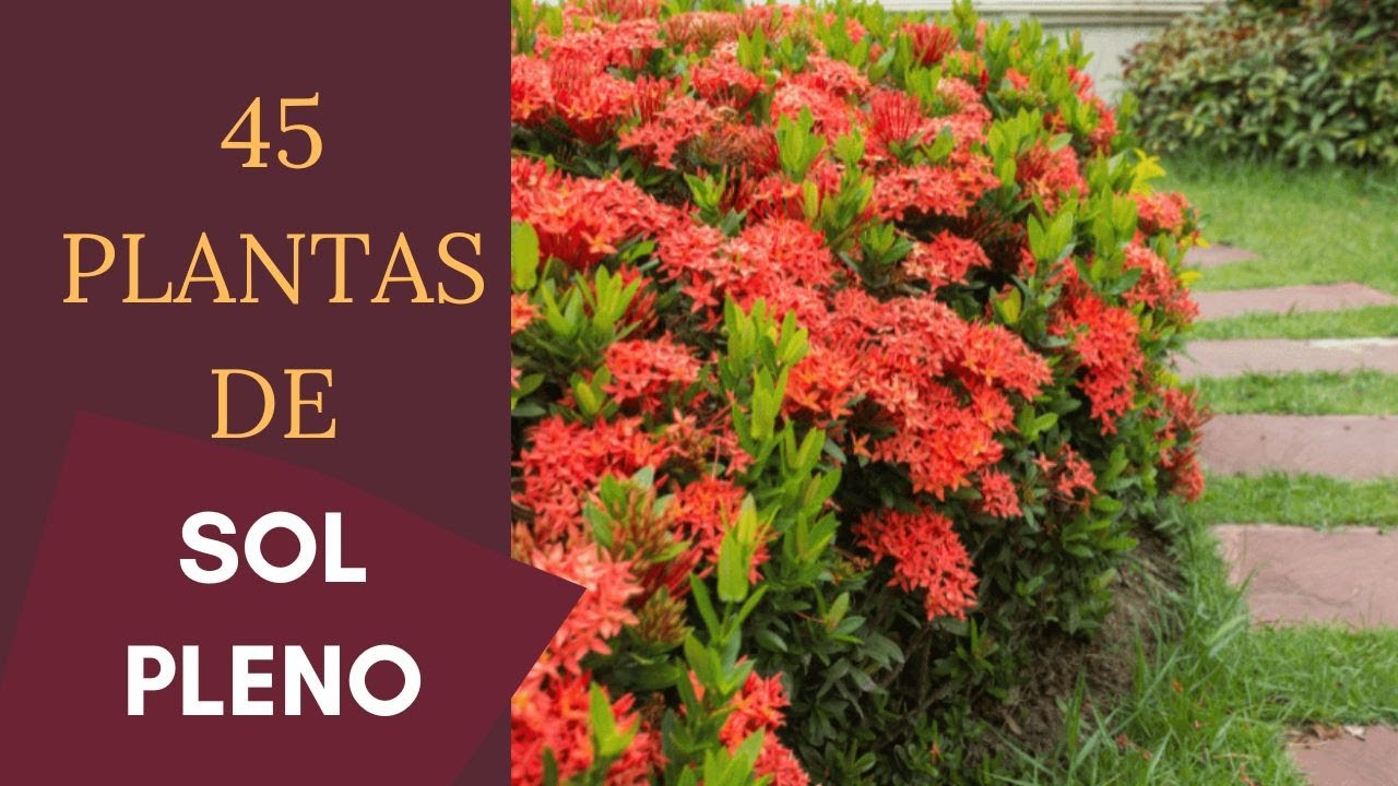 45 PLANTAS DE SOL PLENO PARA DECORAR O SEU JARDIM