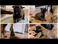 Puppy compilation belgianmalinois doglife puppy puppy.s