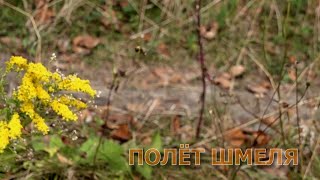 Полёт Шмеля