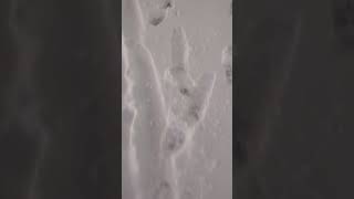 Chasing wabbits 🐇