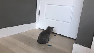 Sapphire the cute little blue British shorthair’s first day home! New kitten! by Real Cats of Colorado 296 views 4 years ago 41 seconds