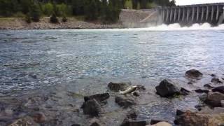 First Lake Trout of the summer, fishing at Jackson Lake Dam, Wyoming.