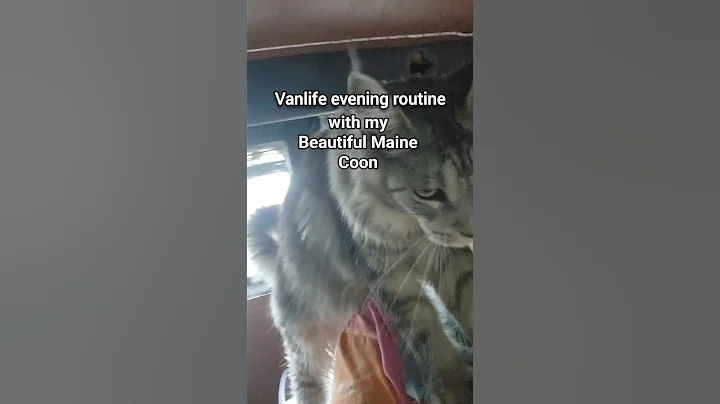 Video 11177651: mainecoon cats love