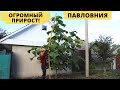 Павловния на второй год | Огромный прирост!