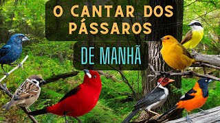 PÁSSAROS CANTANDO NA NATUREZA LOGO AO AMANHECER DO DIA