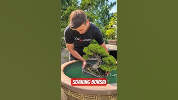 Soaking a bonsai tree. A watering method for summer #bonsai #watering #tauchmethode