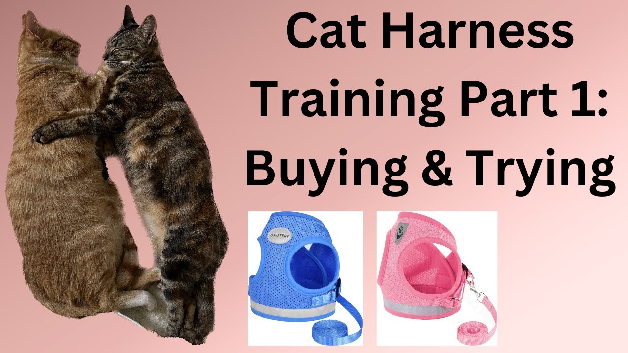 Cat Harness Training Part 1 Buying & Trying YouTube