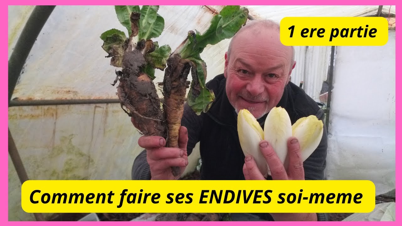 Comment faire des endives  soi-meme (  1 ere partie  )