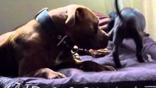 Chinaman Vs Castillo