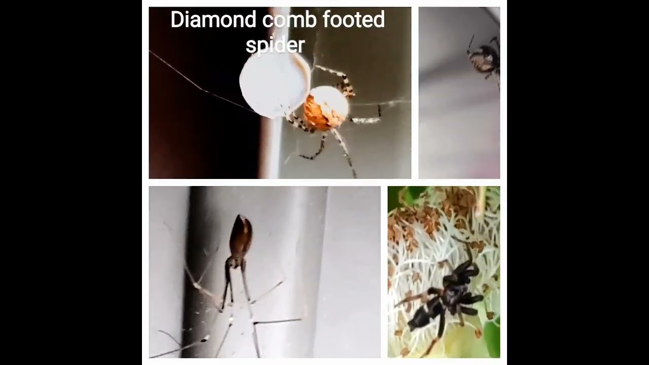 Spiders in Oregon 6-19-23 Pholgus opilionoides, Sergiolus Columbianus, Diamond comb footed spider