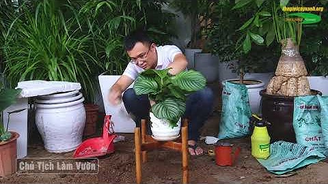 Cách trồng và chăm sóc Cây Đuôi Công Táo xanh tốt sống khỏe