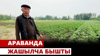 Араванда жашылча бышты