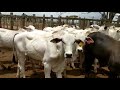 gado a venda em palmeira dos índios. Alagoas.