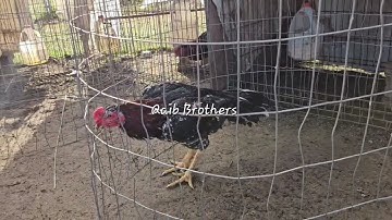 Qaib Los Hws Kis  20251106