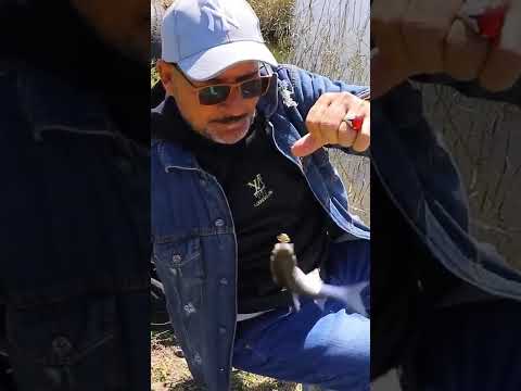 المتعه عليه كلام صيد البورى بالعجينه Fishing Fish Fishingtackle اكسبلور