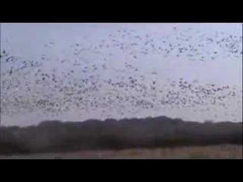 Duck Hunting in Louisiana - Dave's Bayou Opening Weekend 07