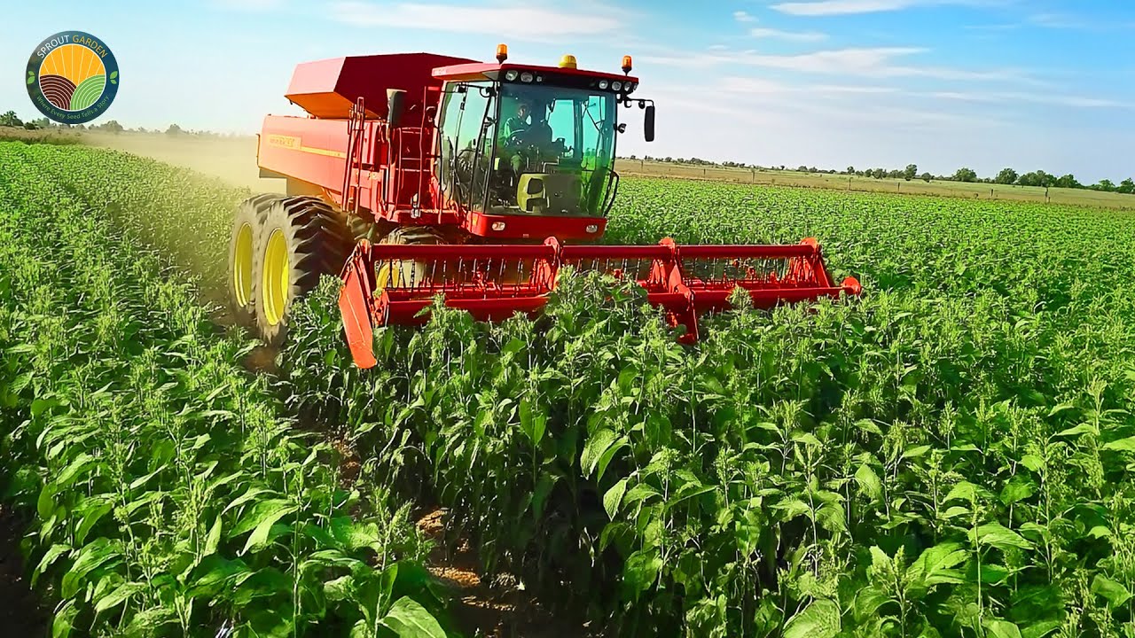 How Farmers Harvest 8.2 Million Acres of Fodder Crops Across America | Farming Documentary