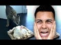 cat eats a WHOLE RAW CHICKEN (Reacting To Memes)