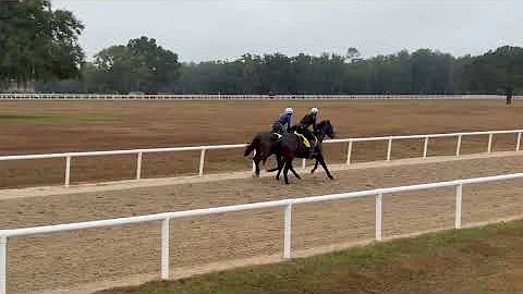 12/5/25 Twirling Candy/Munnings Yearlings