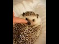 小さなハリネズミが段差を登っているときに #忘れてはいけない #animals #自然