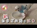 【片ほっぺインコの日記】初・たまごの殻を試食 2016/11/25