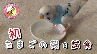 【片ほっぺインコの日記】初・たまごの殻を試食 2016/11/25