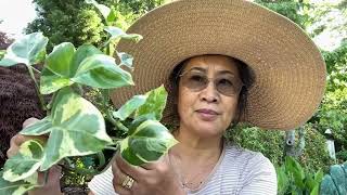 How to Propagate Philodendron Heart-leaf and Pothos Pearl & Jade - Episdoe no.152