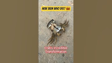 Watch This Crab Escape Its Own Skin! 🦀✨ (Rare Moment) #Shorts