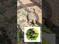 ¿Sabían que las tortugas de tierra pueden comer todo esto? #tortuga  #tortugas