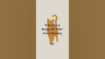 Why My Cat Brings Me "Gifts" Every Morning #teaps #cat #catlife #crystals #wellness