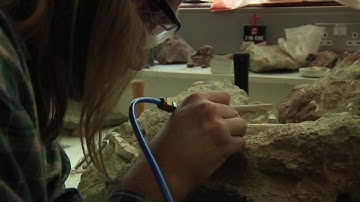 panasonicpro-user.com presents The 200 million year secret