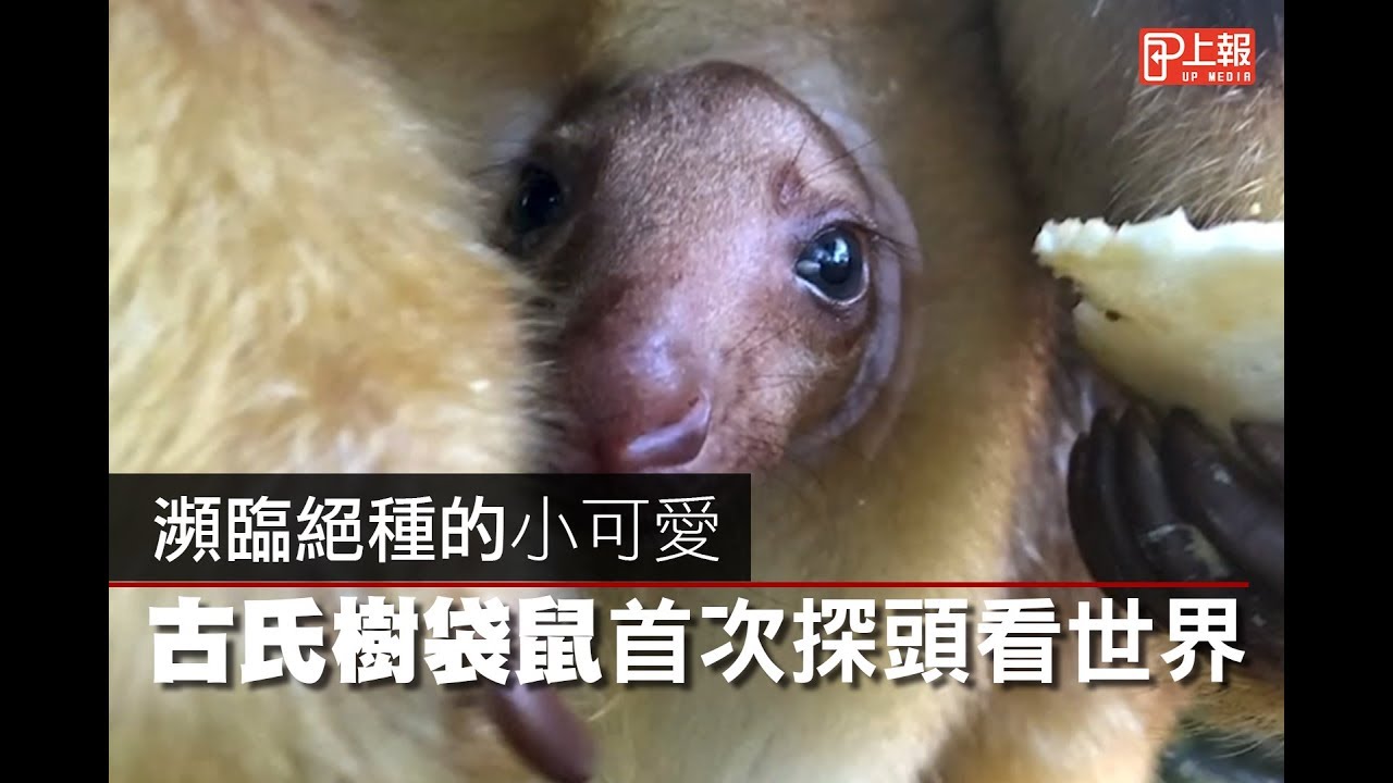 樹袋鼠- 求真百科, image size:1280x720