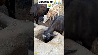 Ishq Murshid - Episode 20 Cc - 18 Feb 24- Sponsored By Khurshid Fans, Master Paints & Mothercare .